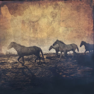 Digital collage of Camargue horses at dawn by Susan Bloom