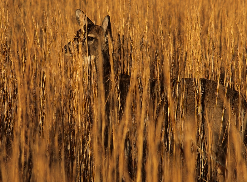Whitetail doe in broom grass - By Cliff Zenor