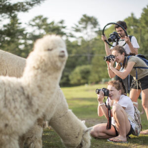 Maine Media Academy photography students enjoying the Alpacas