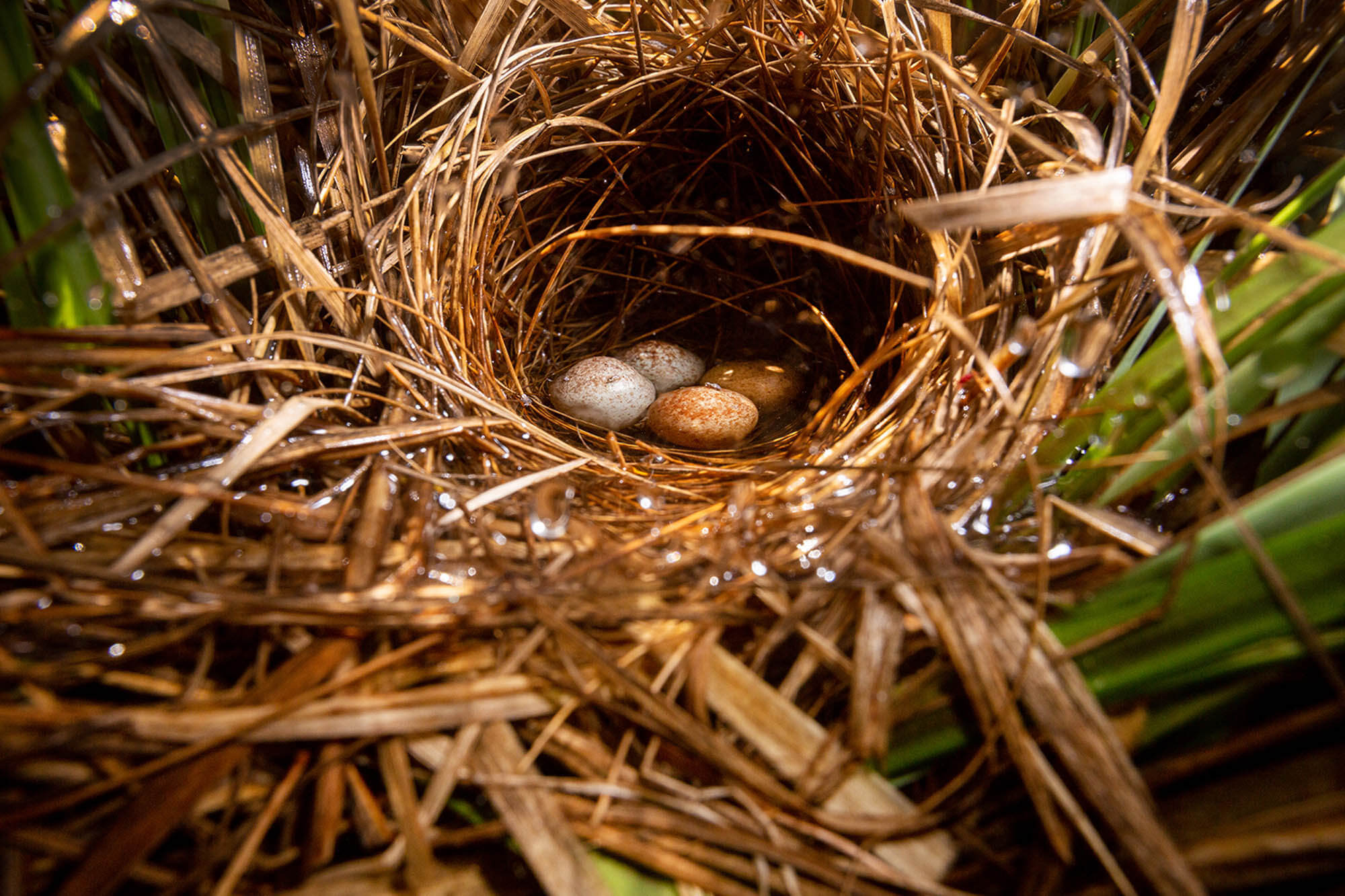 Photo of a eggs in a nest by Lauren Owens Lambert