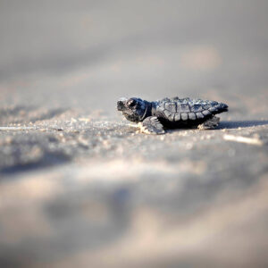 Image of a single baby turtle on a beach by Lauren Owens Lambert