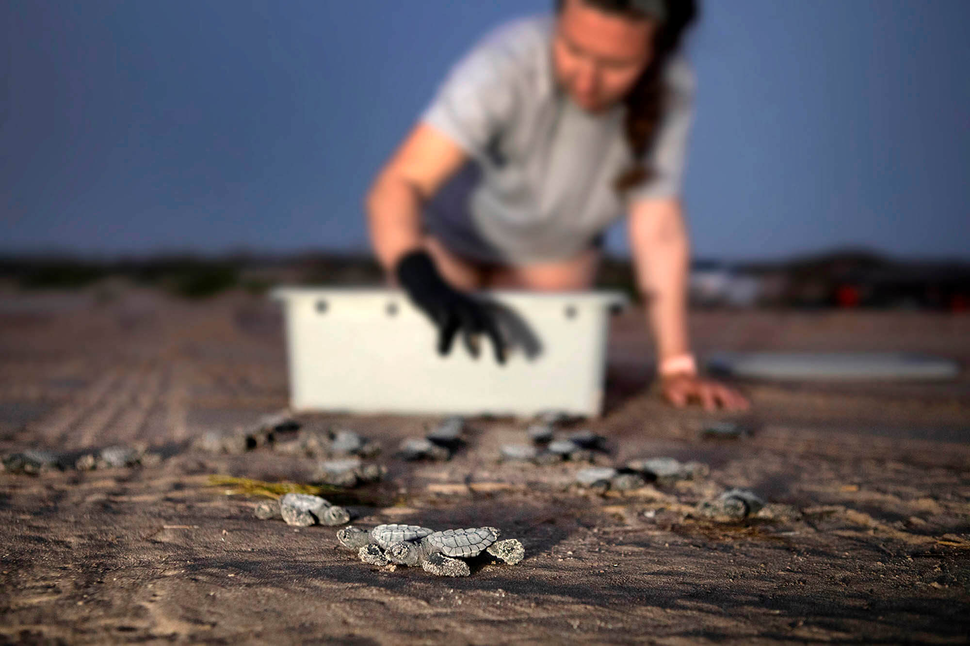 Image of baby turtles being released on a beach by Lauren Owens Lambert