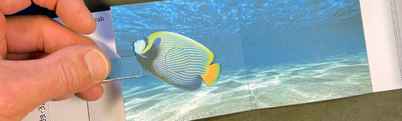 Fish pop-up book design - by Shawn Sheehy