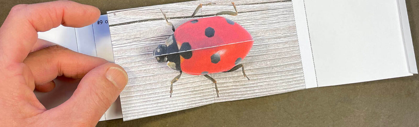 ladybug pop-up book design - by Shawn Sheehy
